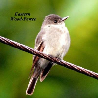 Eastern Wood-Pewee